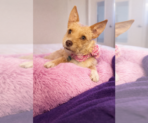 Cairn Terrier Dogs for adoption in Dallas, TX, USA