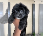 Small #7 Morkie
