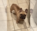 Small Photo #1 French Bulldog Puppy For Sale in SACRAMENTO, CA, USA