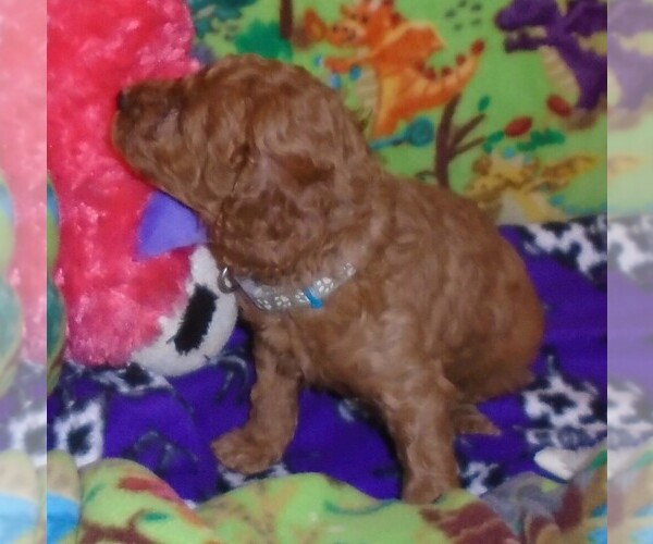 Medium Photo #5 Poodle (Standard) Puppy For Sale in CLATSKANIE, OR, USA