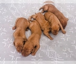 Small Photo #2 Vizsla Puppy For Sale in RICHLAND, WA, USA
