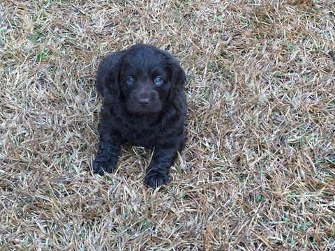 Medium Photo #1 Boykin Spaniel Puppy For Sale in COCHRAN, GA, USA