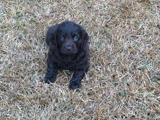 Boykin Spaniel Puppy for sale in COCHRAN, GA, USA