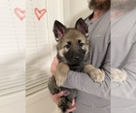 Small #5 German Shepherd Dog