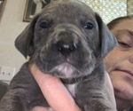 Small Photo #1 Great Dane Puppy For Sale in ELLWOOD CITY, PA, USA