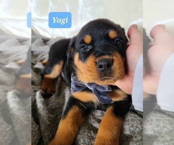Full screen Photo #6 Rottweiler Puppy For Sale in MIDDLEBURY, IN, USA
