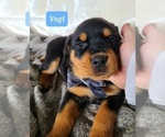 Small Photo #6 Rottweiler Puppy For Sale in MIDDLEBURY, IN, USA