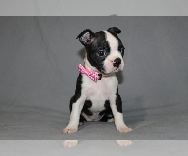 Medium Photo #3 Boston Terrier Puppy For Sale in BROOKSVILLE, FL, USA