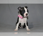 Small #2 Boston Terrier