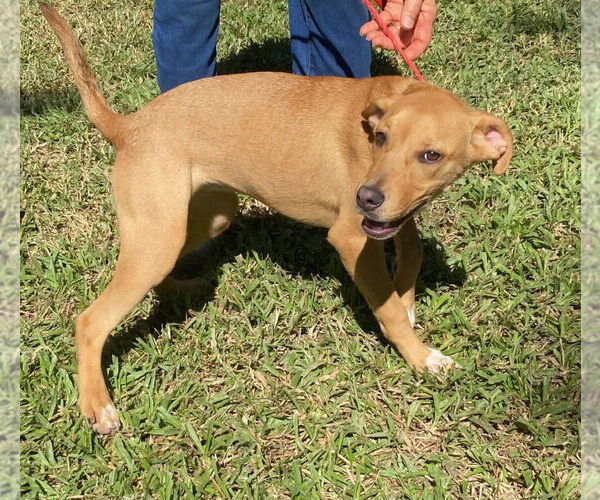 Medium Photo #4 Labrador Retriever-Unknown Mix Puppy For Sale in Canton, CT, USA