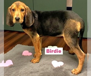 Mutt Dogs for adoption in Woodbury, NY, USA