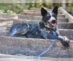 Small #5 Mutt