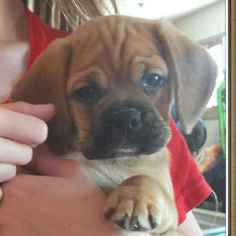 Puggle Puppy for sale in RAPID CITY, SD, USA