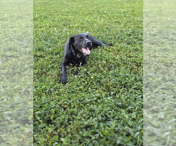 Medium Photo #2 Labrador Retriever-Unknown Mix Puppy For Sale in Aurora, IN, USA