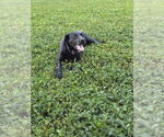 Small #1 Labrador Retriever Mix
