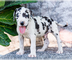 Small Photo #6 Great Dane Puppy For Sale in WAKARUSA, IN, USA