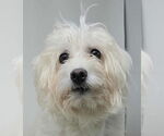 Small #2 Maltipoo