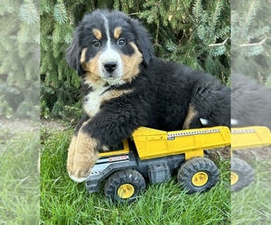 Bernese Mountain Dog Puppy for sale in MIDDLEBURY, IN, USA