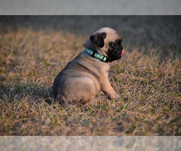Medium Photo #5 Pug Puppy For Sale in PALM COAST, FL, USA
