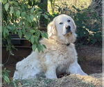 Small #3 Great Pyrenees