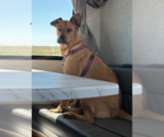 Small #8 Australian Shepherd Mix