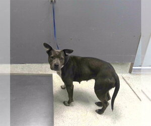 American Staffordshire Terrier-Unknown Mix Dogs for adoption in Tallahassee, FL, USA