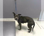 Small American Staffordshire Terrier Mix