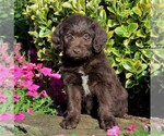 Small Photo #1 Labradoodle Puppy For Sale in NEW PROVIDENCE, PA, USA