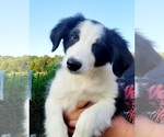 Puppy Ryker English Shepherd