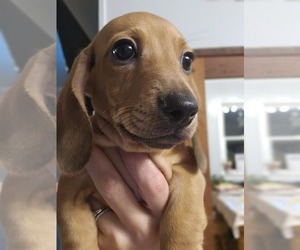 Dachshund Puppy for sale in FRANKLIN, NC, USA