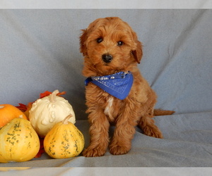 Goldendoodle (Miniature) Puppy for sale in MILLERSBURG, OH, USA