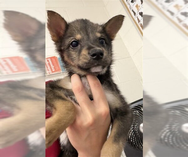 Medium Photo #1 German Shepherd Dog-Unknown Mix Puppy For Sale in San Bernardino, CA, USA