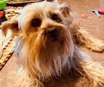 Small Photo #1 Yorkshire Terrier Puppy For Sale in LAMAR, CO, USA