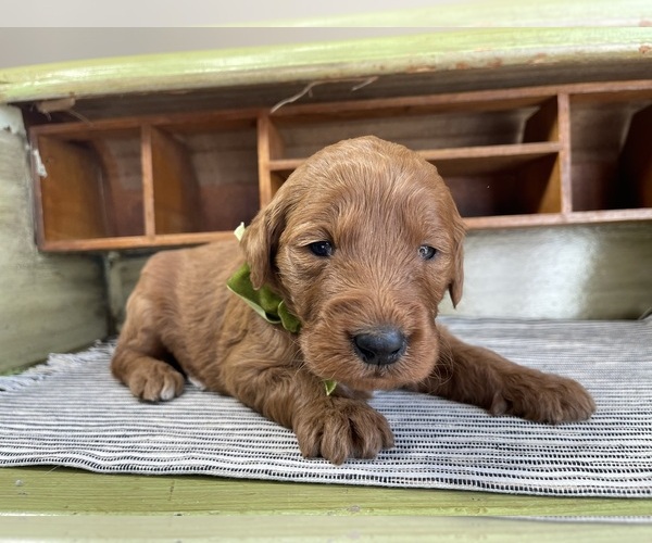 Medium Photo #3 Goldendoodle Puppy For Sale in WOODBURN, IN, USA