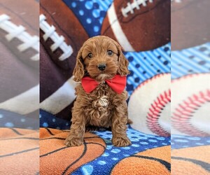 Cocker Spaniel-Poodle (Miniature) Mix Puppy for sale in NOTTINGHAM, PA, USA