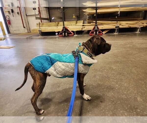 Medium Photo #2 Mutt Puppy For Sale in Mooresville, NC, USA