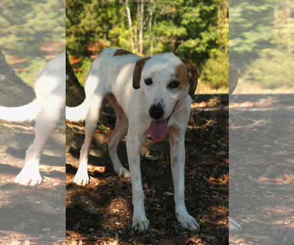 Medium Photo #3 Greyhound-Labrador Retriever Mix Puppy For Sale in Attalka, AL, USA