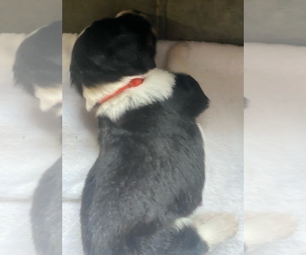 Medium Photo #5 Aussiedoodle Puppy For Sale in ONAWAY, MI, USA