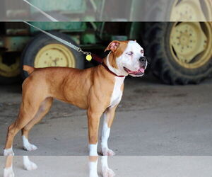Violet Beauregarde Lonestar - Female Boxer-Unknown Mix Dog for Adoption - Photo #27