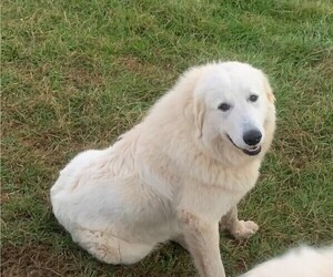 Mother of the Great Pyrenees puppies born on 06/22/2022