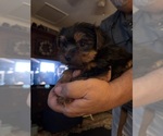Small #3 Yorkshire Terrier