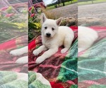 Small #3 German Shepherd Dog