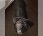 Small #1 German Shepherd Dog