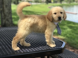 Golden Retriever Puppy for sale in LAKELAND, FL, USA