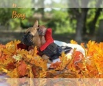 Small Photo #11 French Bulldog Puppy For Sale in SAN ANTONIO, TX, USA