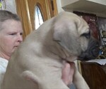 Small Photo #1 American Mastiff Puppy For Sale in PIKETON, OH, USA