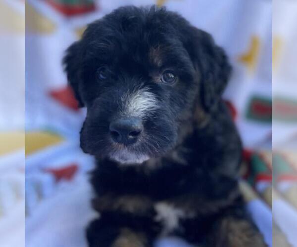 Medium Photo #1 Australian Kelpie-Unknown Mix Puppy For Sale in San Diego, CA, USA