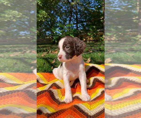 Medium Photo #1 English Springer Spaniel Puppy For Sale in DILLSBURG, PA, USA
