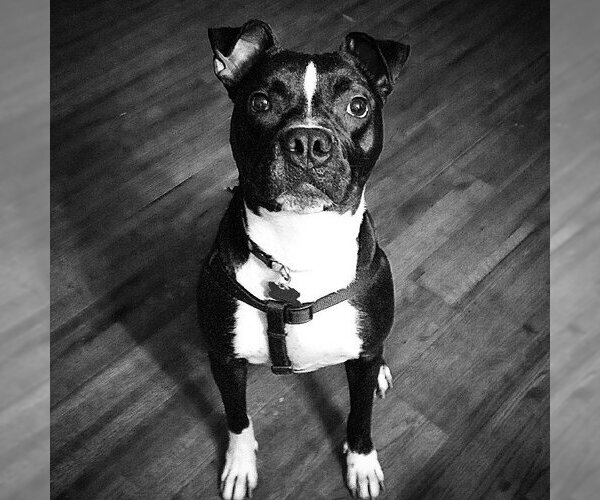 Medium Photo #3 American Pit Bull Terrier-Unknown Mix Puppy For Sale in Blacklick, OH, USA