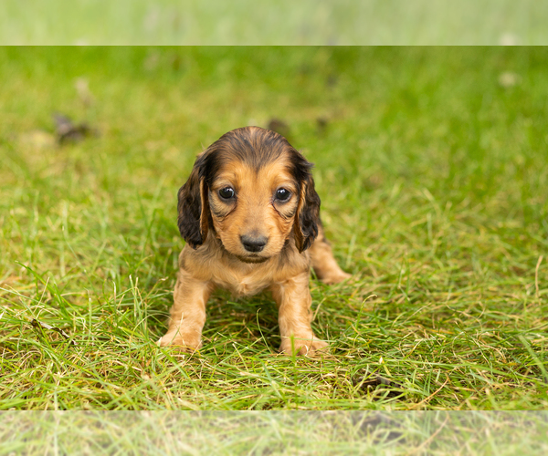 Medium Photo #2 Dachshund Puppy For Sale in MILFORD, IN, USA